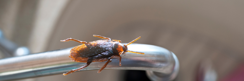 How to Expel Cockroaches from Your Kitchen: Tips and Tricks